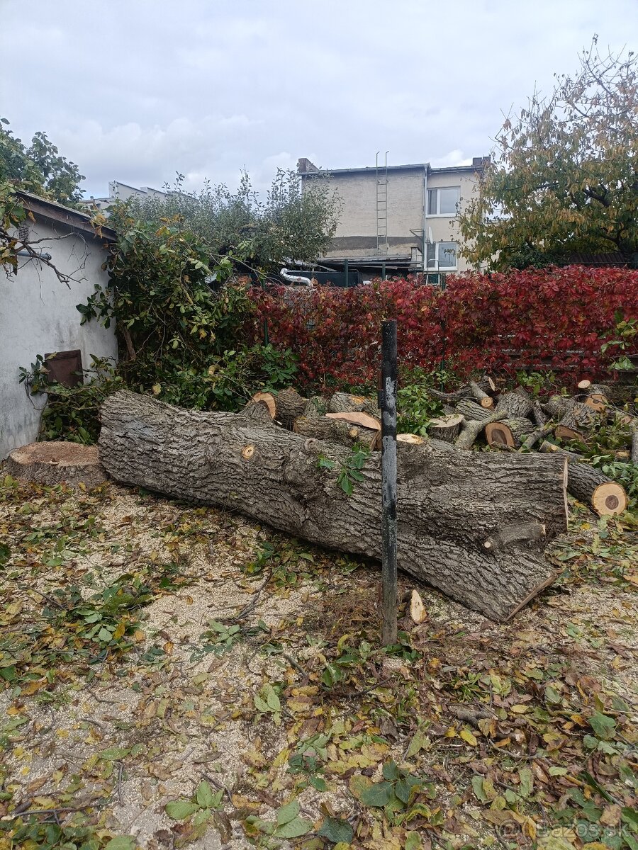 Pílenie a Orezávanie stromov - 6