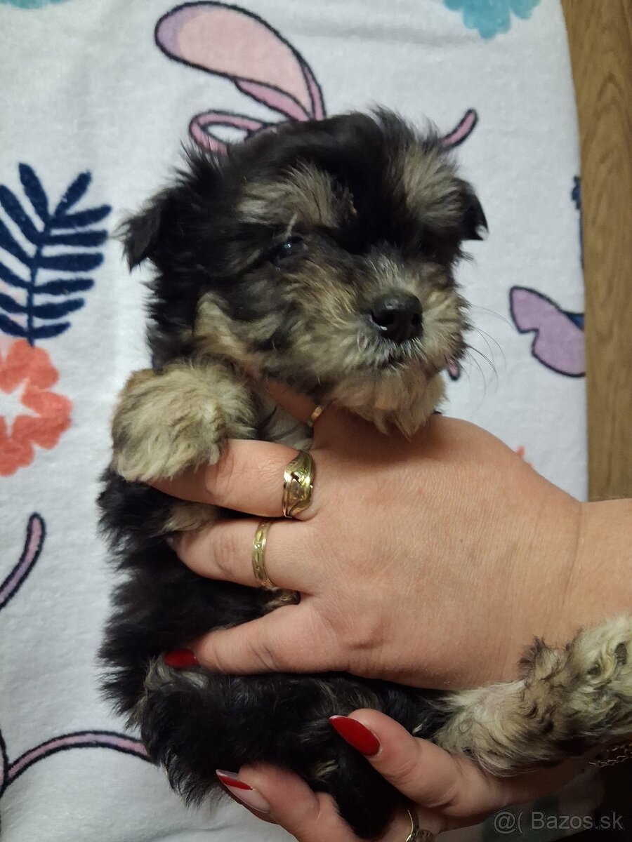 Yorkshirsky terier biewer - 6