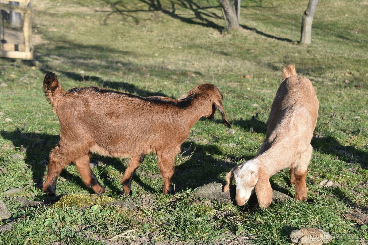 Predam Anglonubijske kozliatka - 6