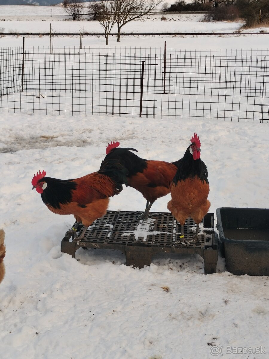 Forverka kohúty - 6