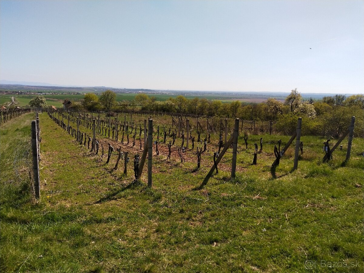 Pozemok - Vinice Čajkov - Sádovské - 6