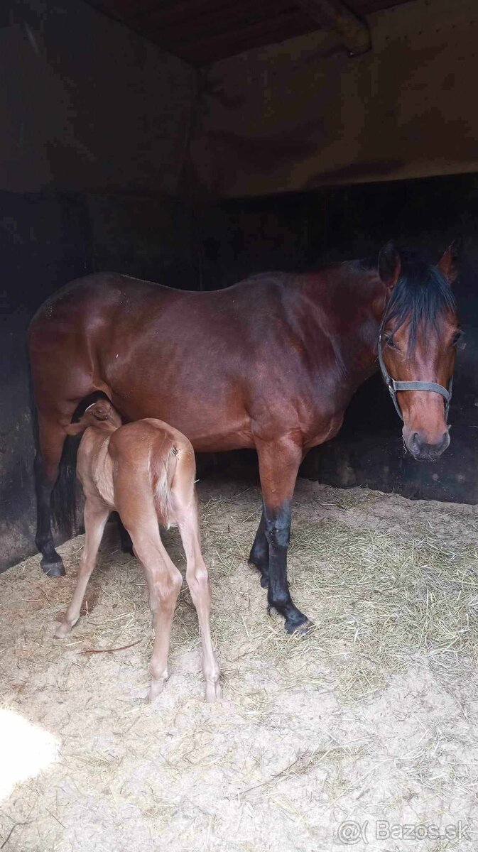 Na prodej: BR Walla Whiz Electric - 6