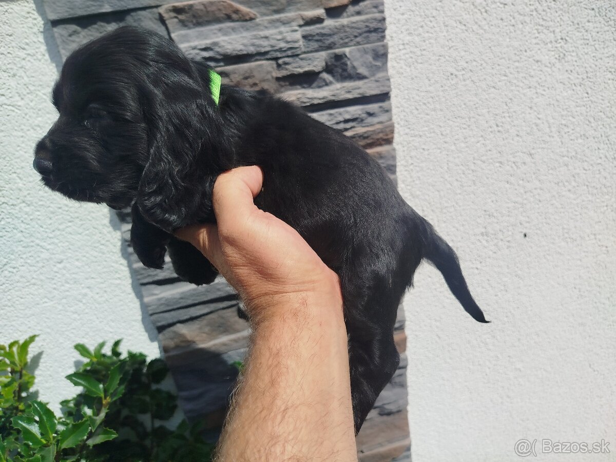 ANGLICKÝ KOKERŠPANIEL - 6