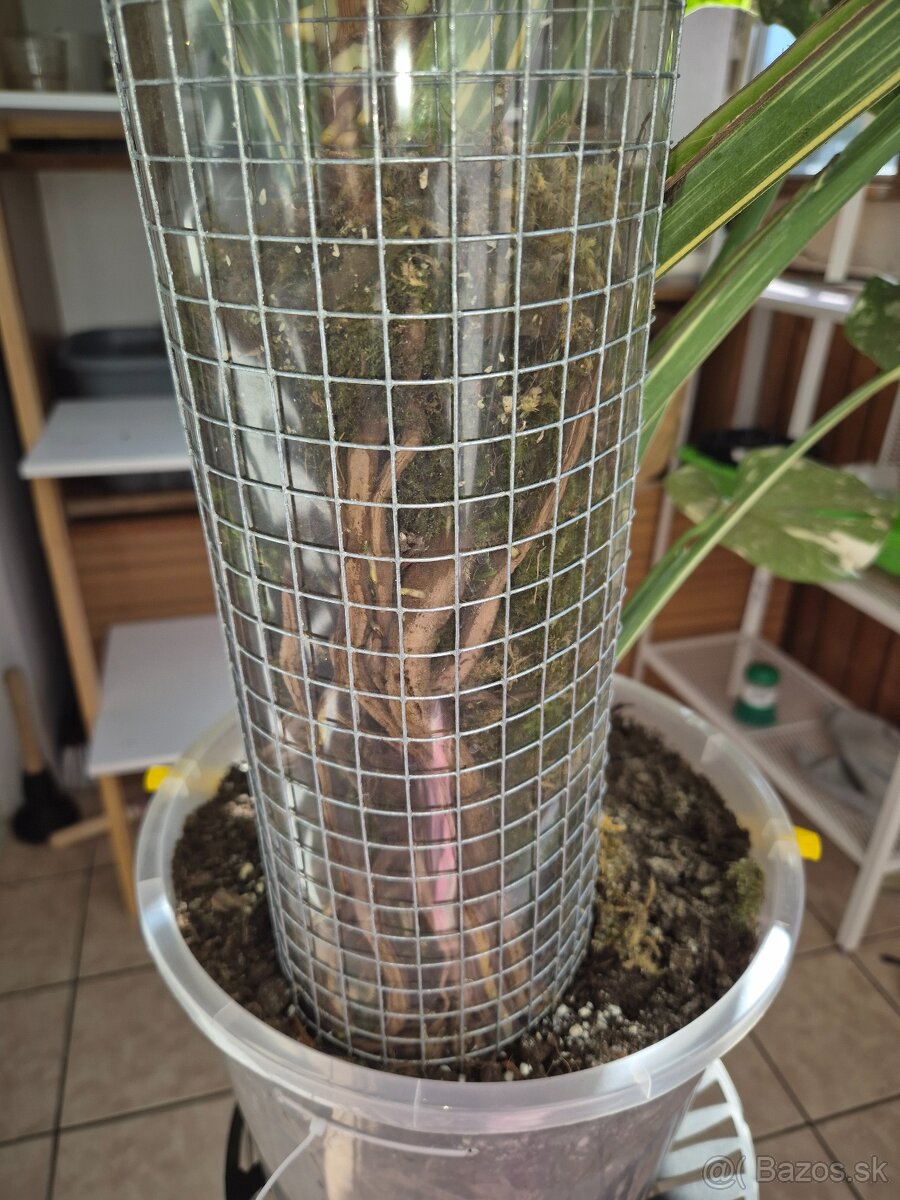 Predám izbové rastliny - 6