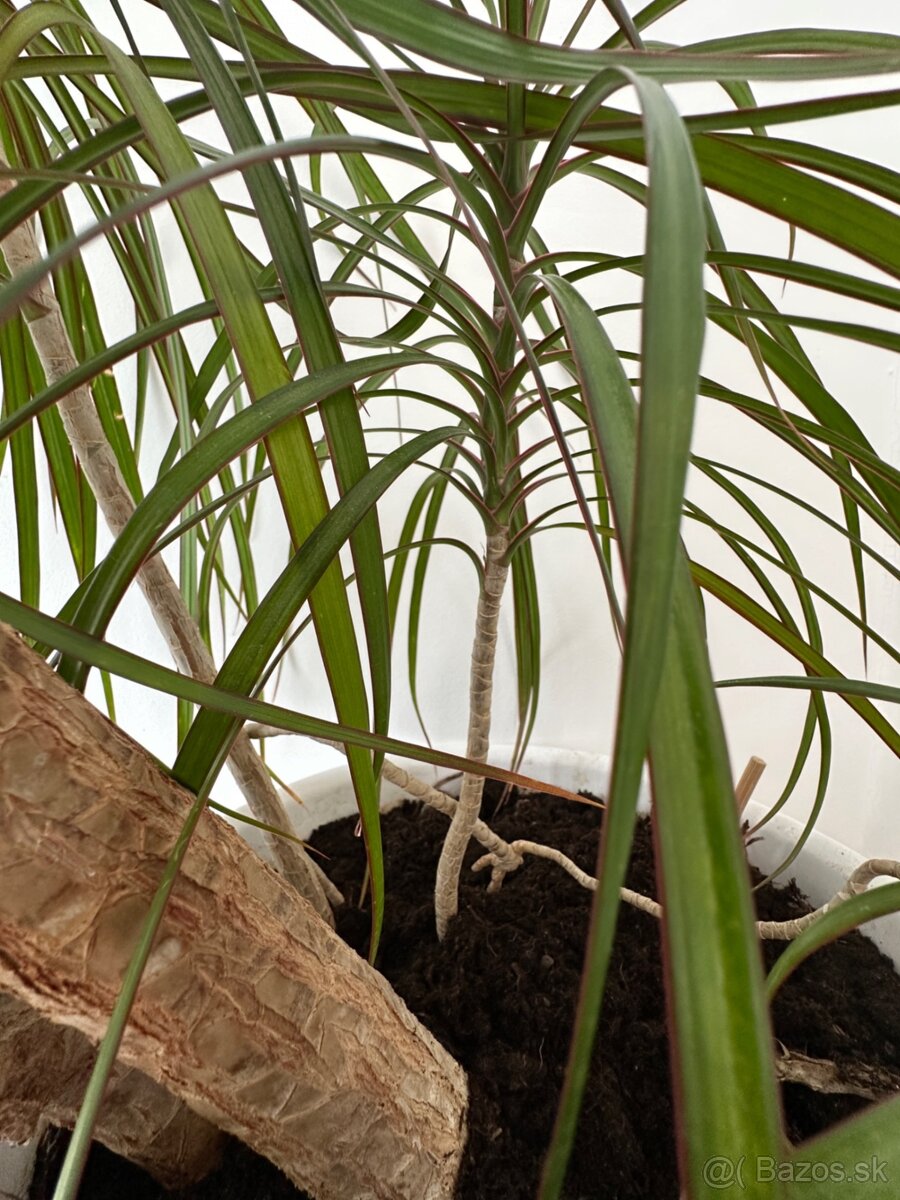 Predám č.10 Dracaenu marginatu 2metrovú za 50eur - 6