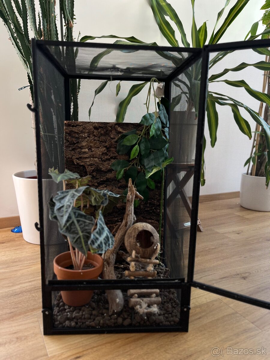 🦎 Predám pagekona riasnatého s teráriom - 6