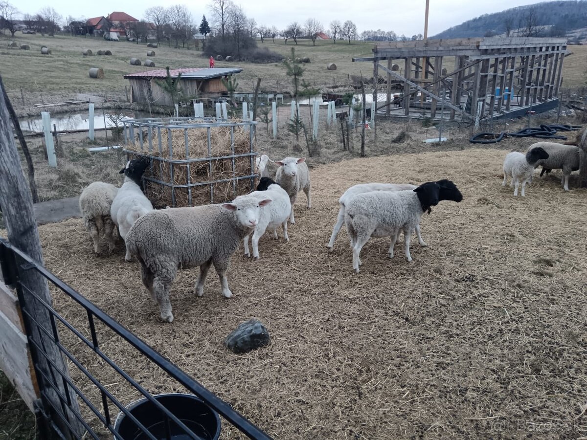 Predám ovce, kozy a jahnata plemeno Dorper - 6
