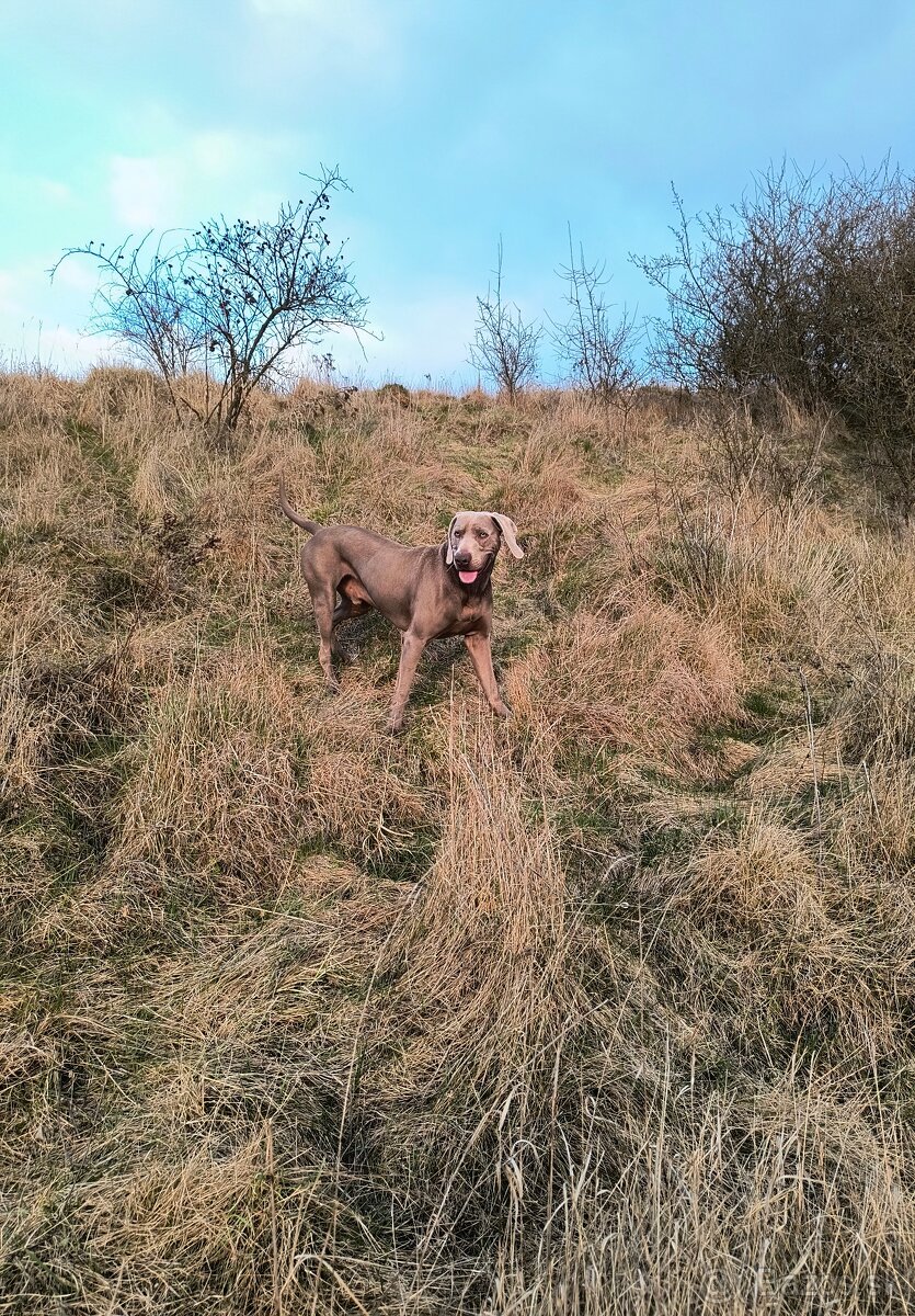 Weimarský stavač - 6