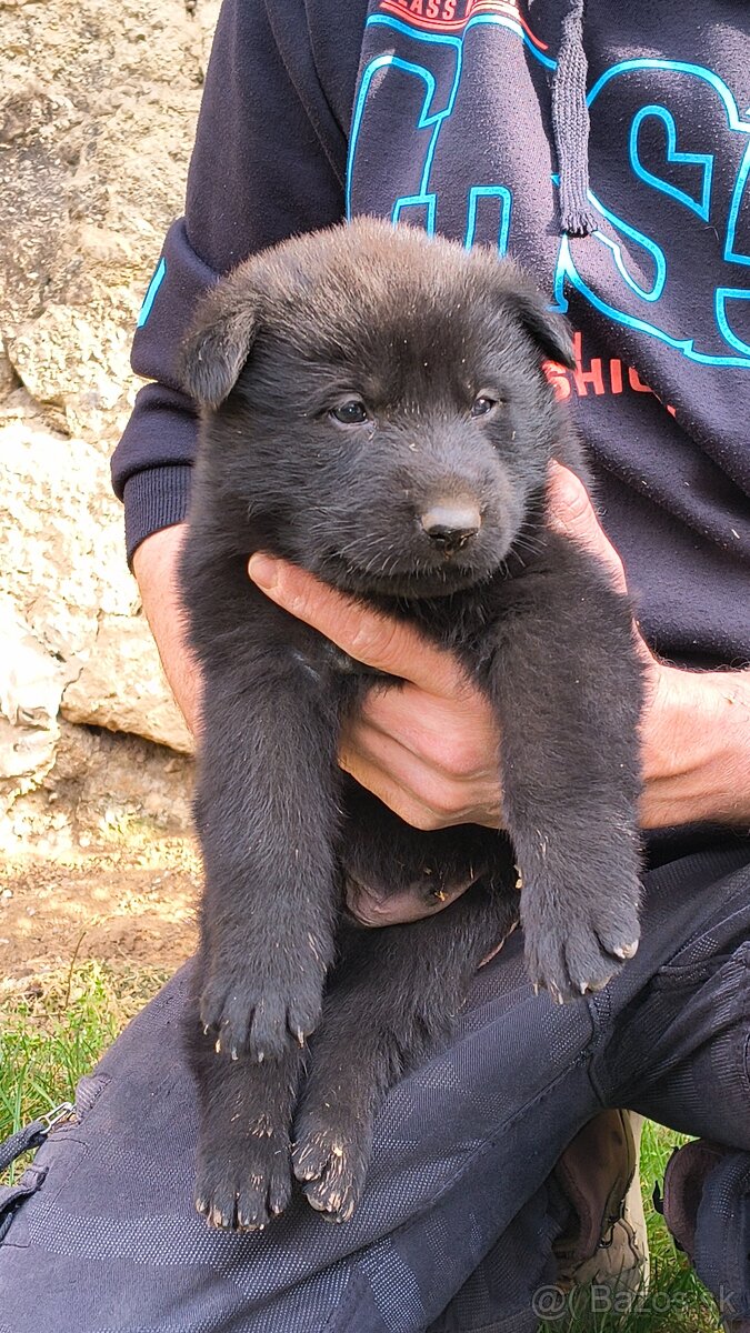 Nemecký ovčiak šteniatka - 6