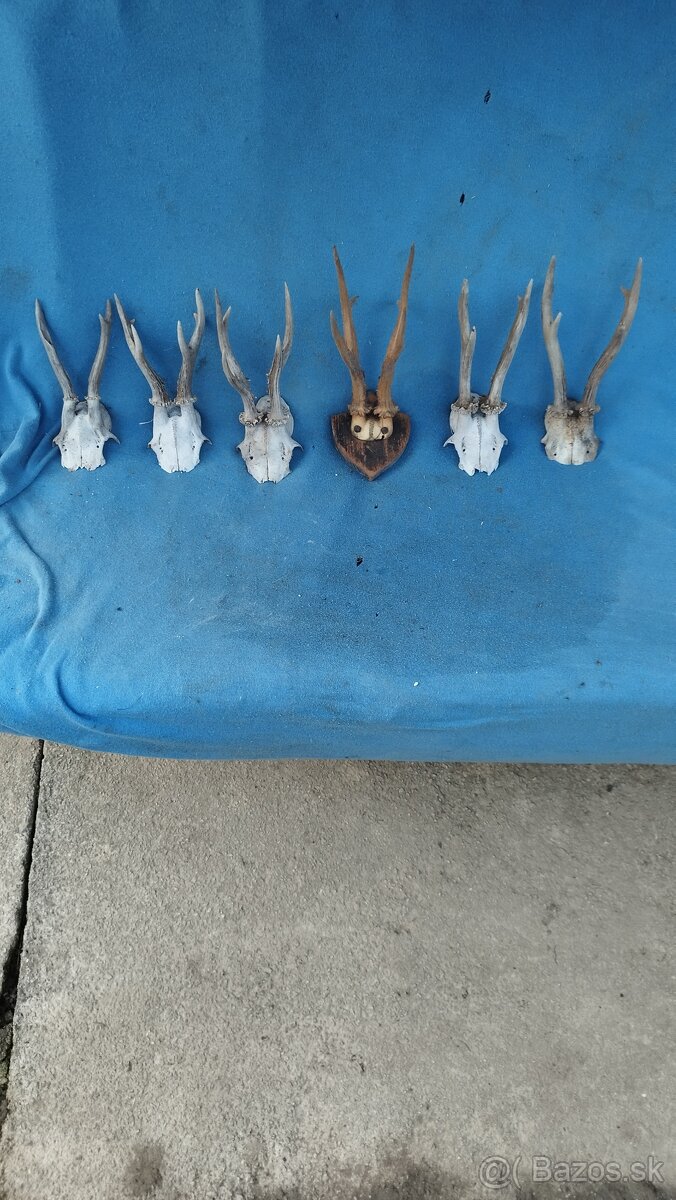 Predám srnčie trofeje parožie, zhody, srnčie. - 6