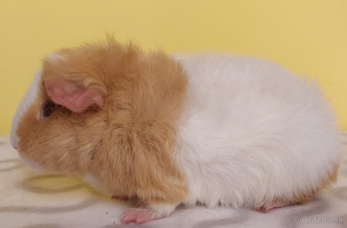 Morčatá s PP - samci - 6