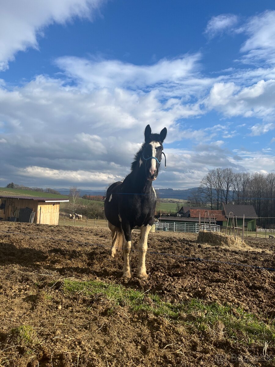 6 letá Barock Pinto - 6