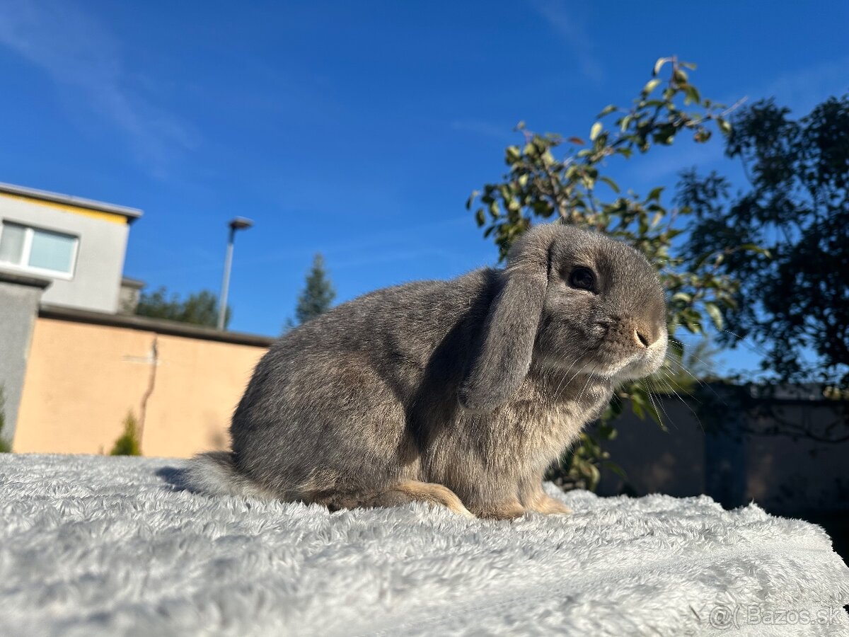 🩷Minilop zakrsly kralik 🐰🩷 - 6