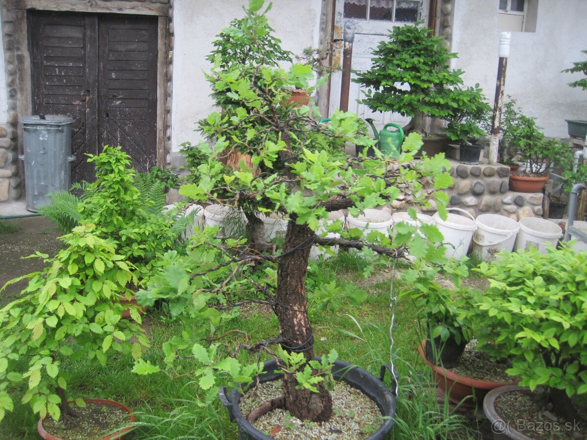 bonsai,bonsaj-DUB 2 - 6