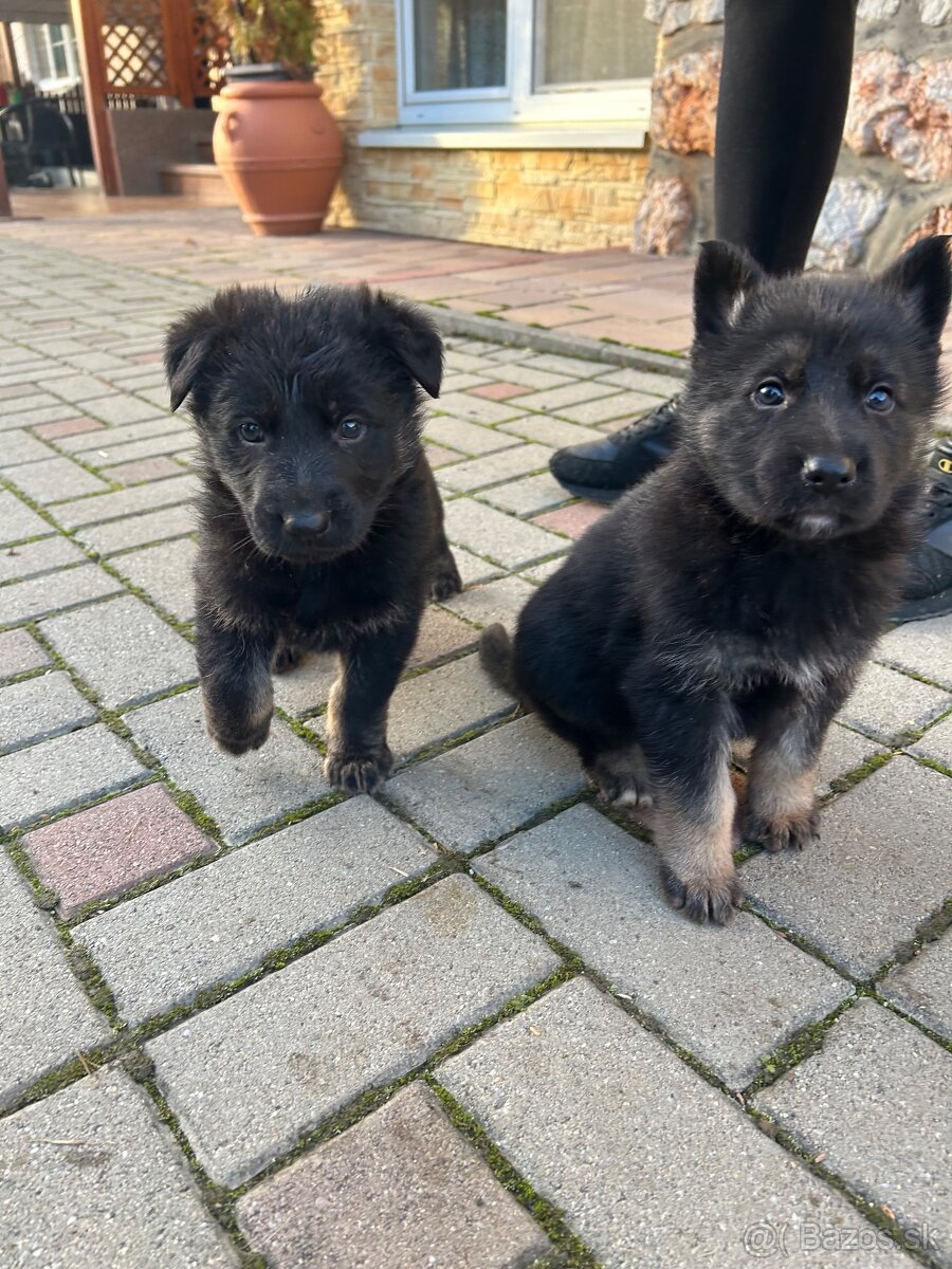 Nemecky ovčiak šteniatka - 6