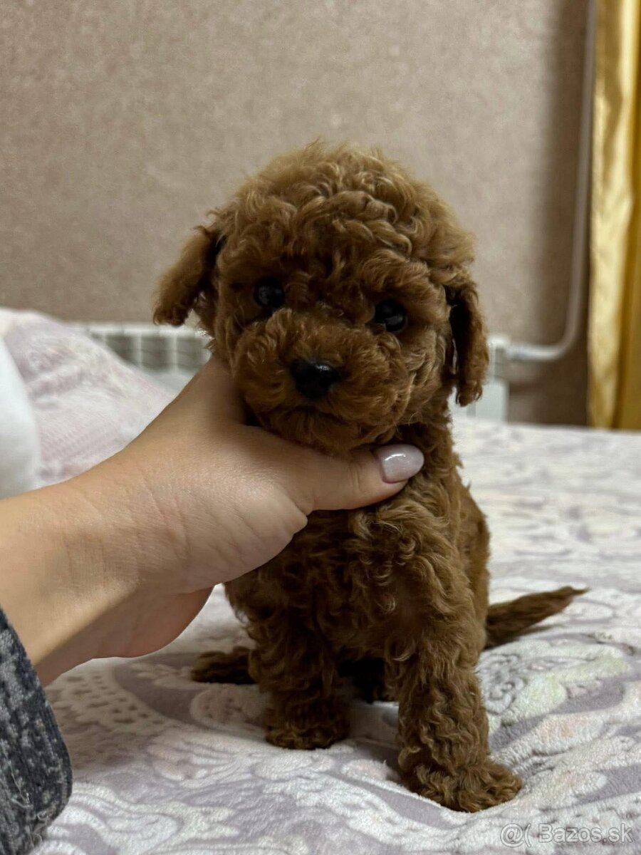 Toy pudel , pudlik. - 6