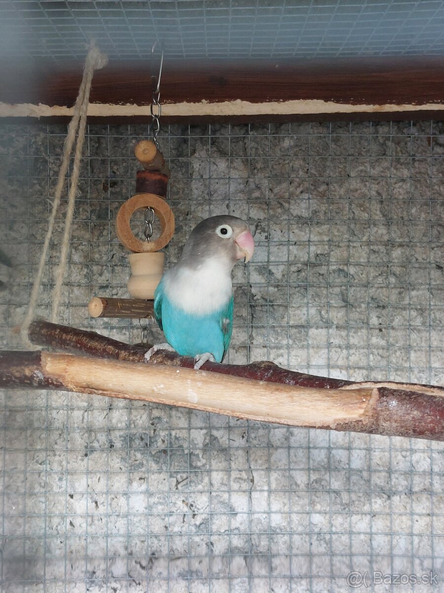 Agapornis fisher - 6