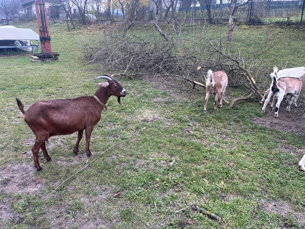 Predám dojné kozi - 6