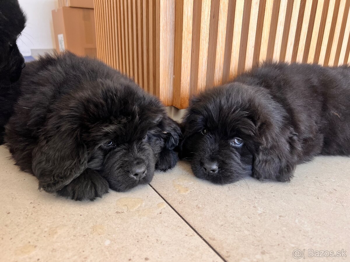 Novofundlandský pes s PP Fenka - 6