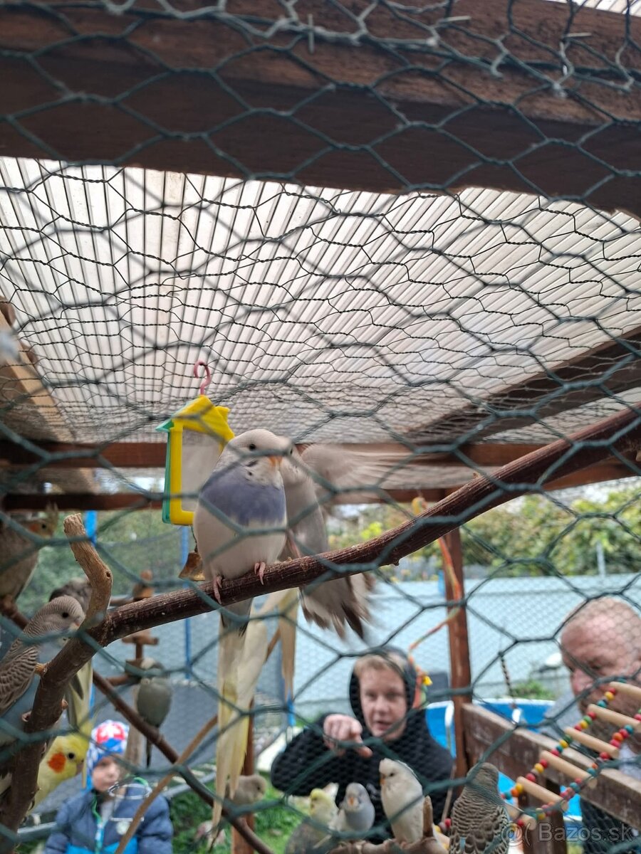 Predam korely a andulky - 6