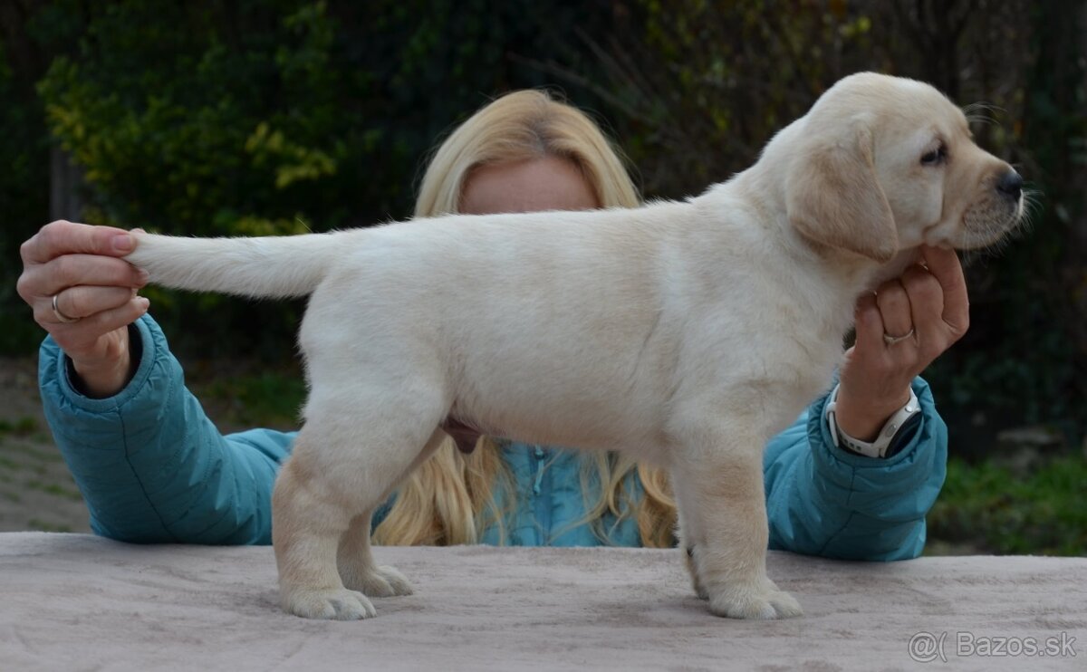 Labrador retriever šteniatka s PP - 6
