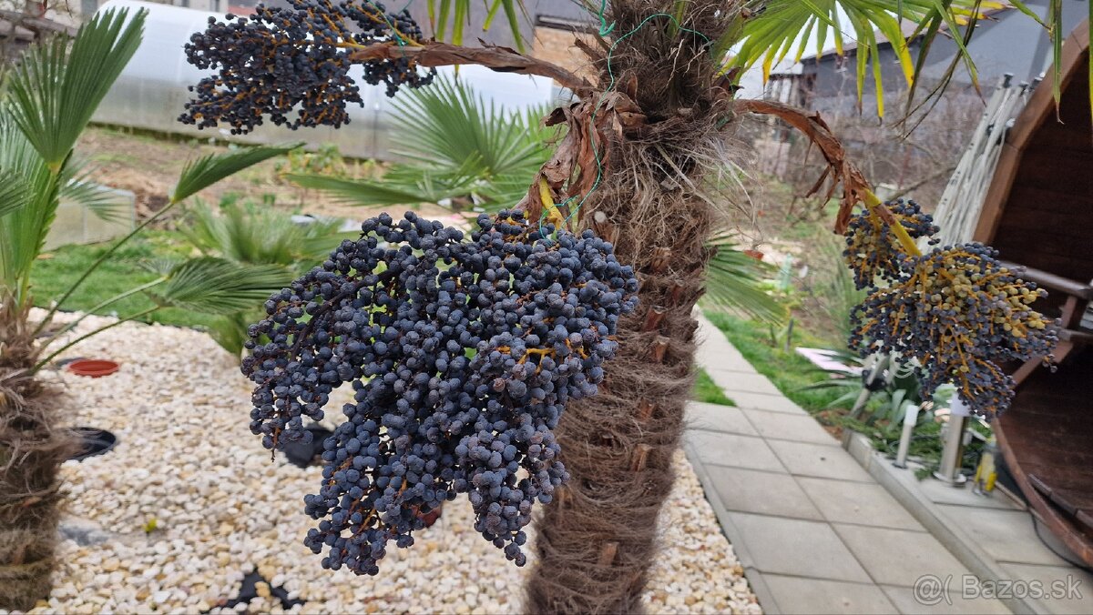 Sadenice mrazuvzdornej palmy Trachycarpus fortunei - 6