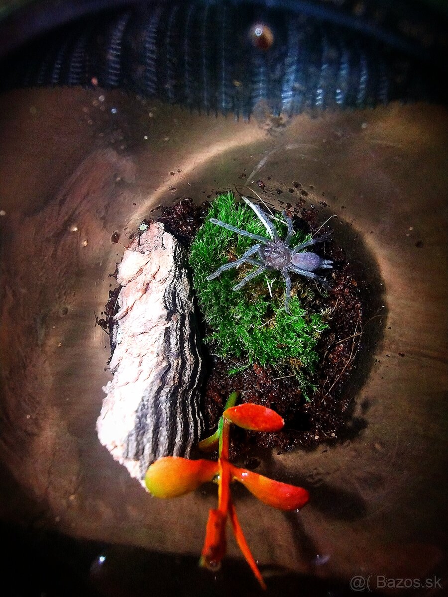 Pavúk, Vtáčkar , Tarantula , Terárium - 6