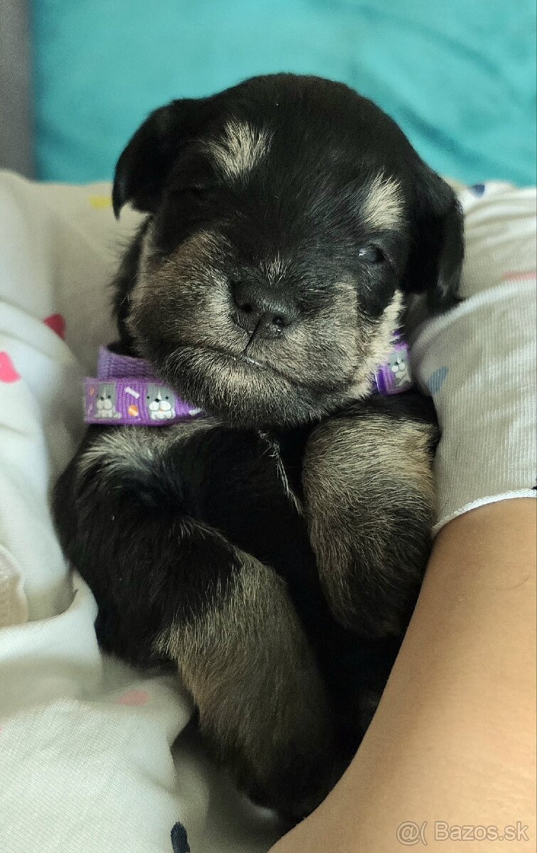 Malý čiernostrieborný bradáč s PP - 6