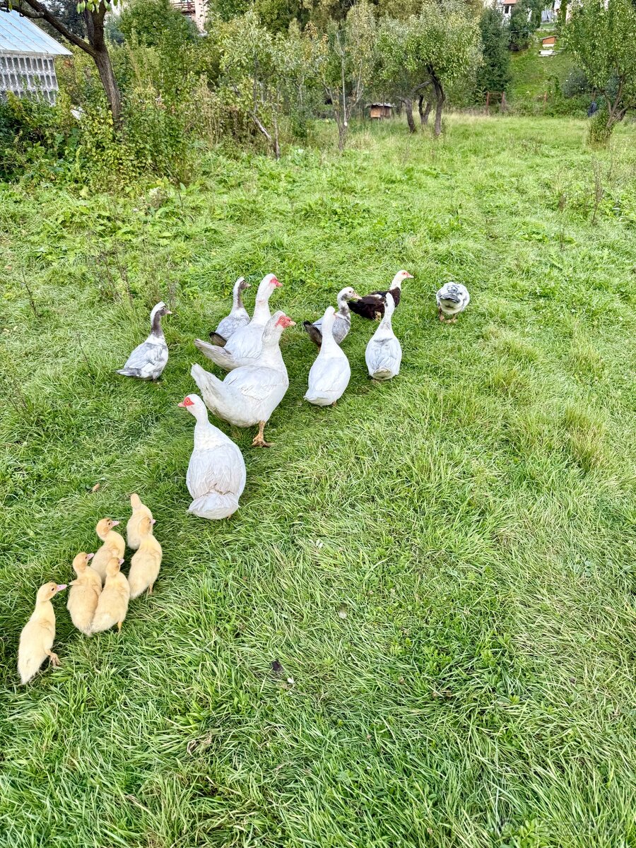 Kačka pižmová - 6