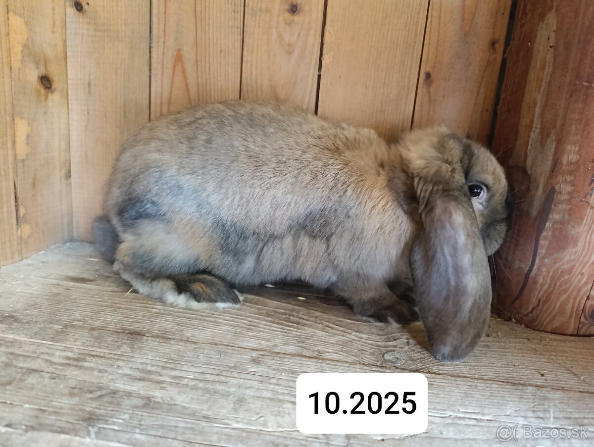 Francúzsky baran - 6