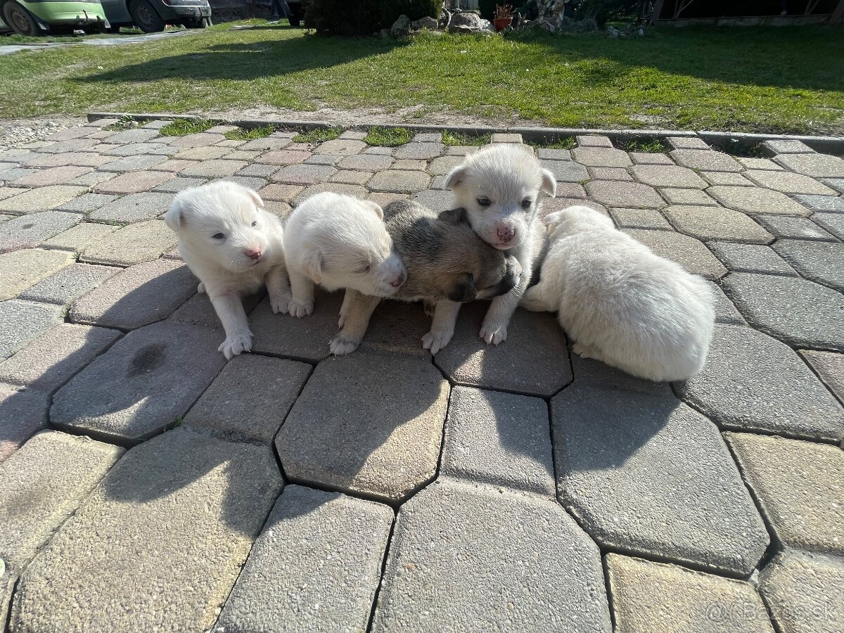 Máme na predaj šteniatka - 6