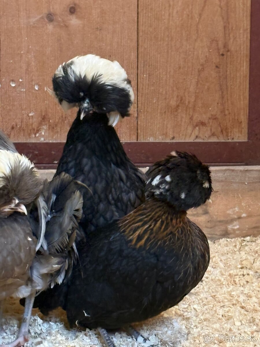 Holandské chocholaté sliepky na predaj - 6