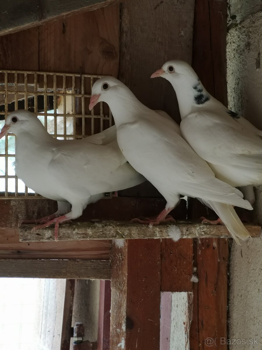 BIELE POŠTOVÉ HOLUBY - 6