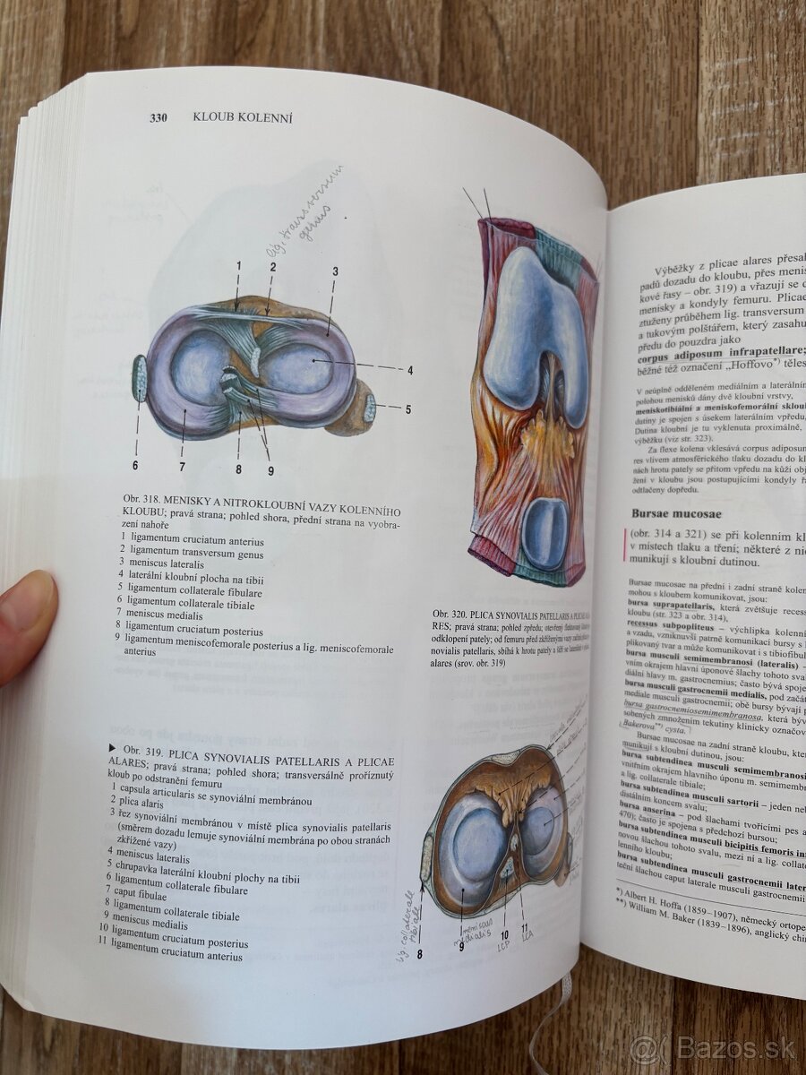 Anatomia Čihák 1,2 - 6