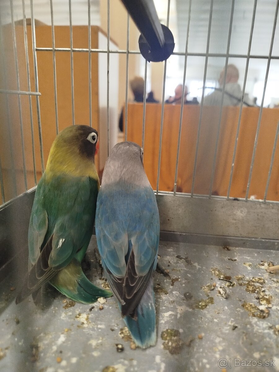 AGAPORNIS ŠKRABOŠKOVY - 6