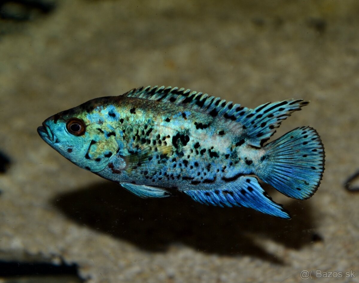 Americké cichlidy - 6