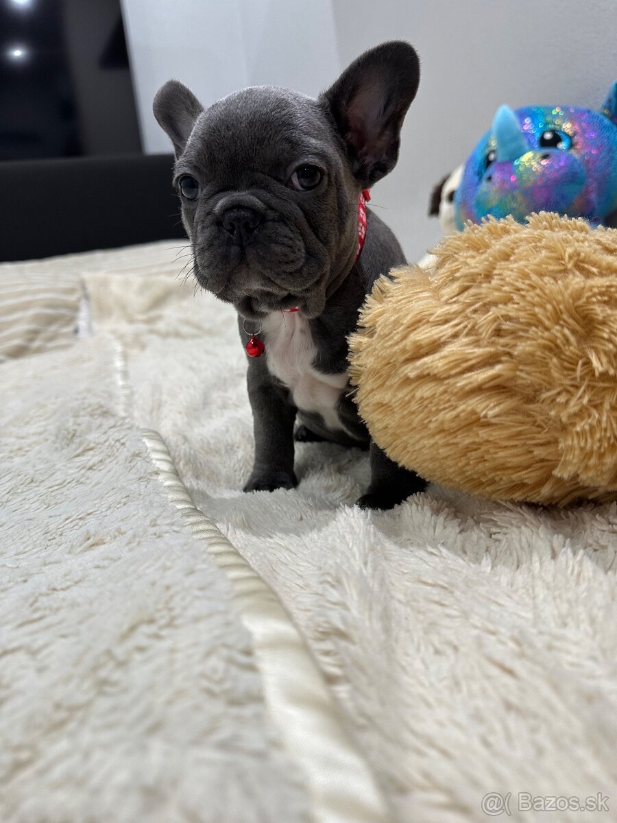 Francúzsky buldoček modré dievčatko - 6