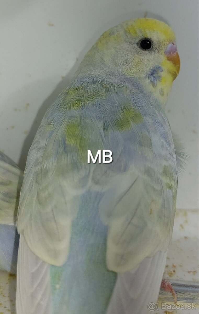 Dúhové andulky - 6