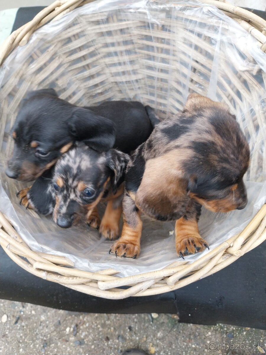 Jazvečík trpasličí - merle - 6