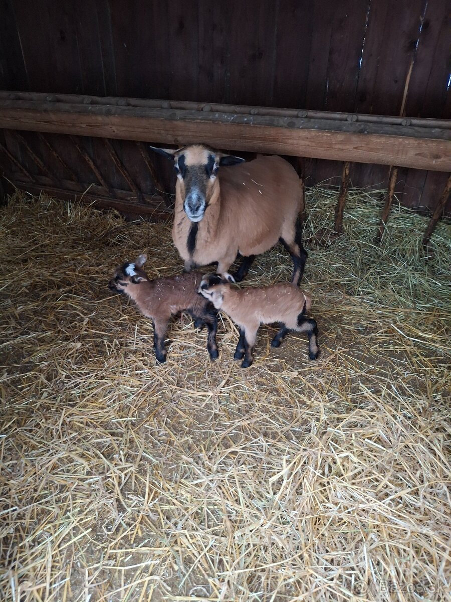 Jahnata kamerunske ovce - 6