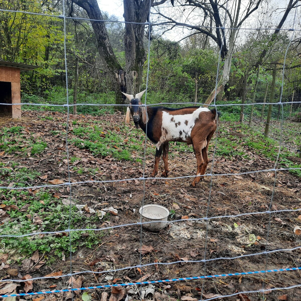 100% Anglonubijska kozička pripustená - 6