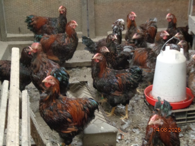 Sliepky wyandotky zlatej lemovanej - 6