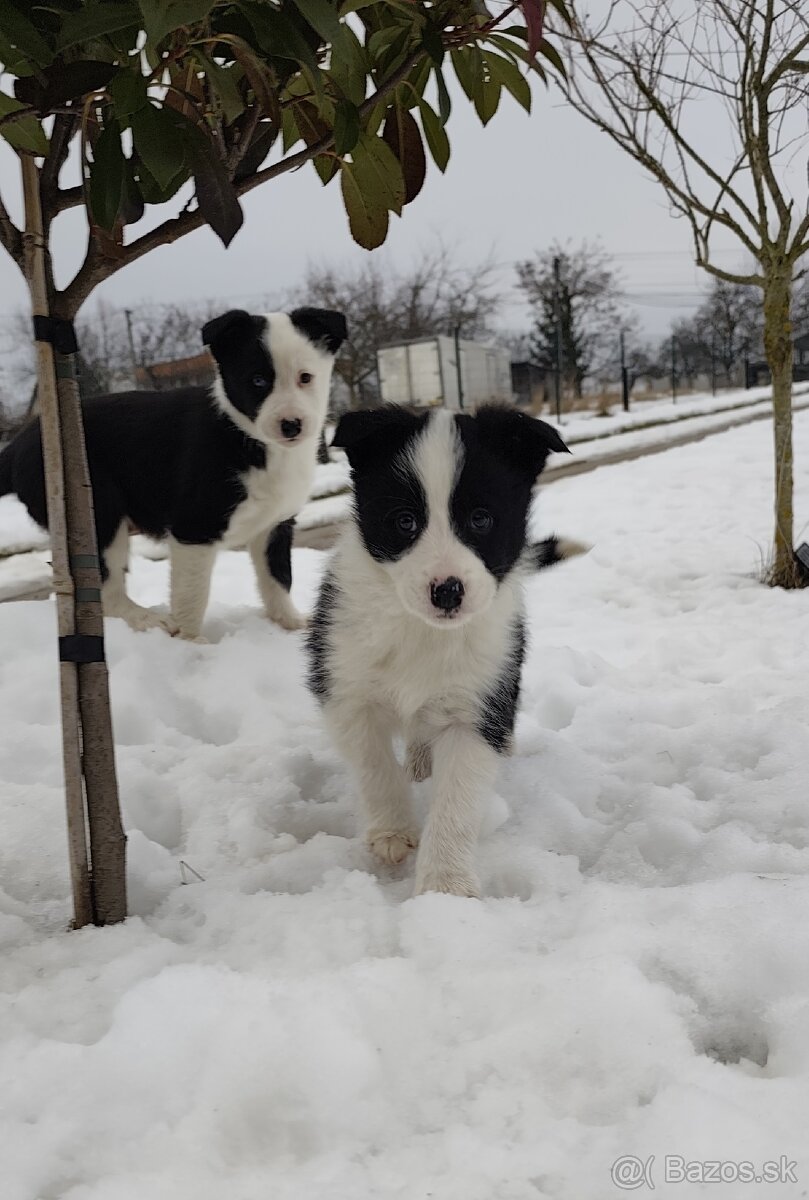 Border kólia šteniatka - 6