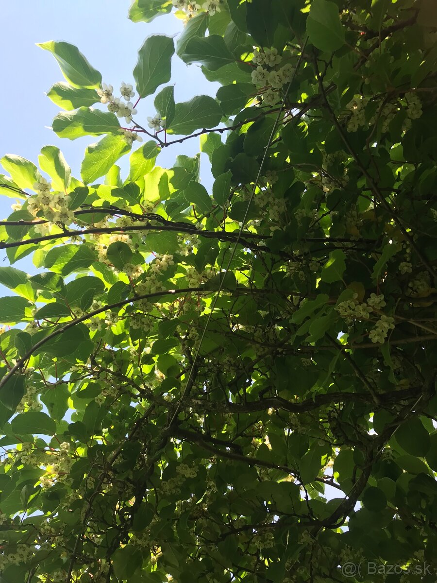 Predám MINI KIWI ISSAI - 6