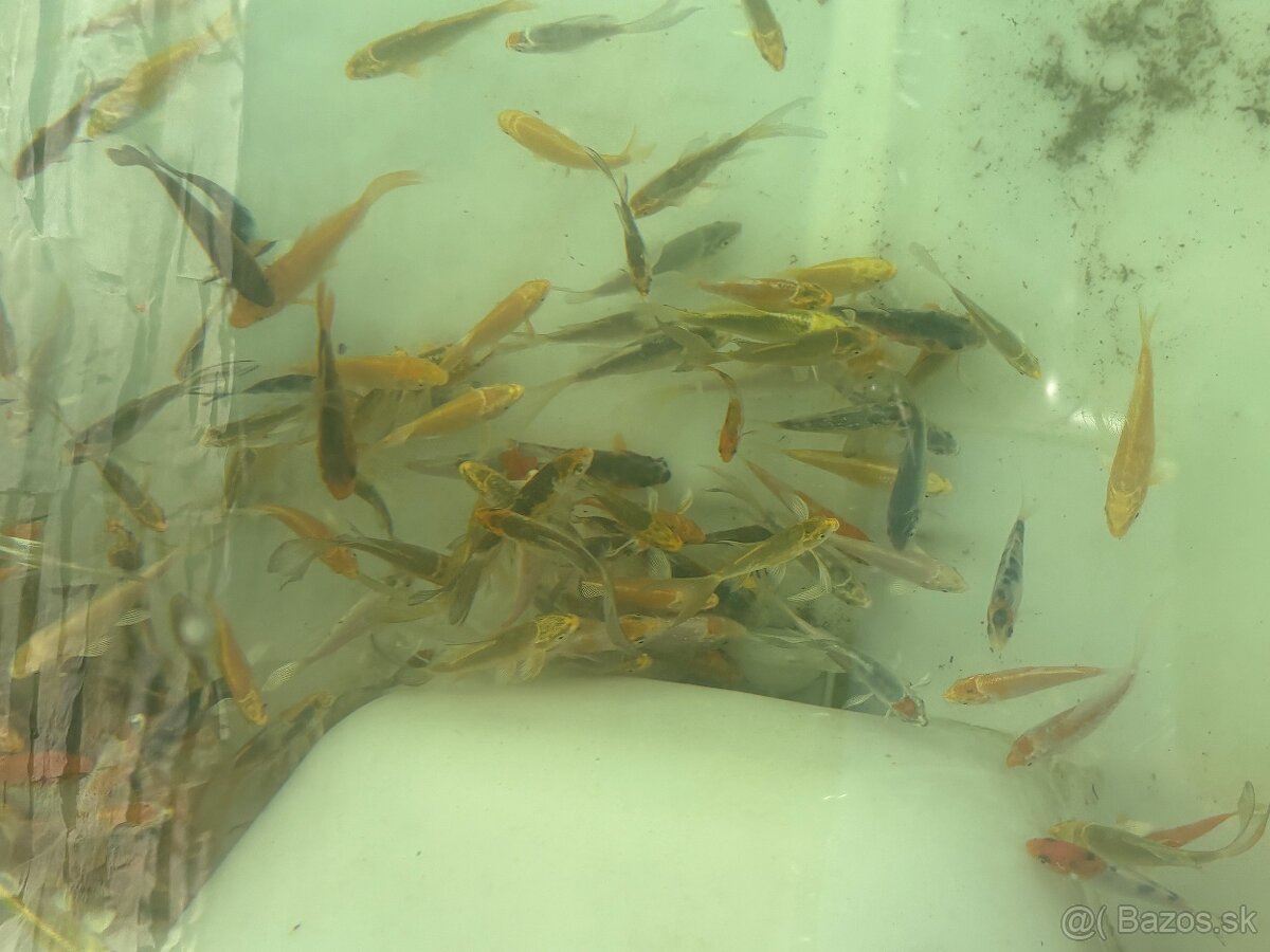 Buterfly koi ,Japonské koi kapre - 6