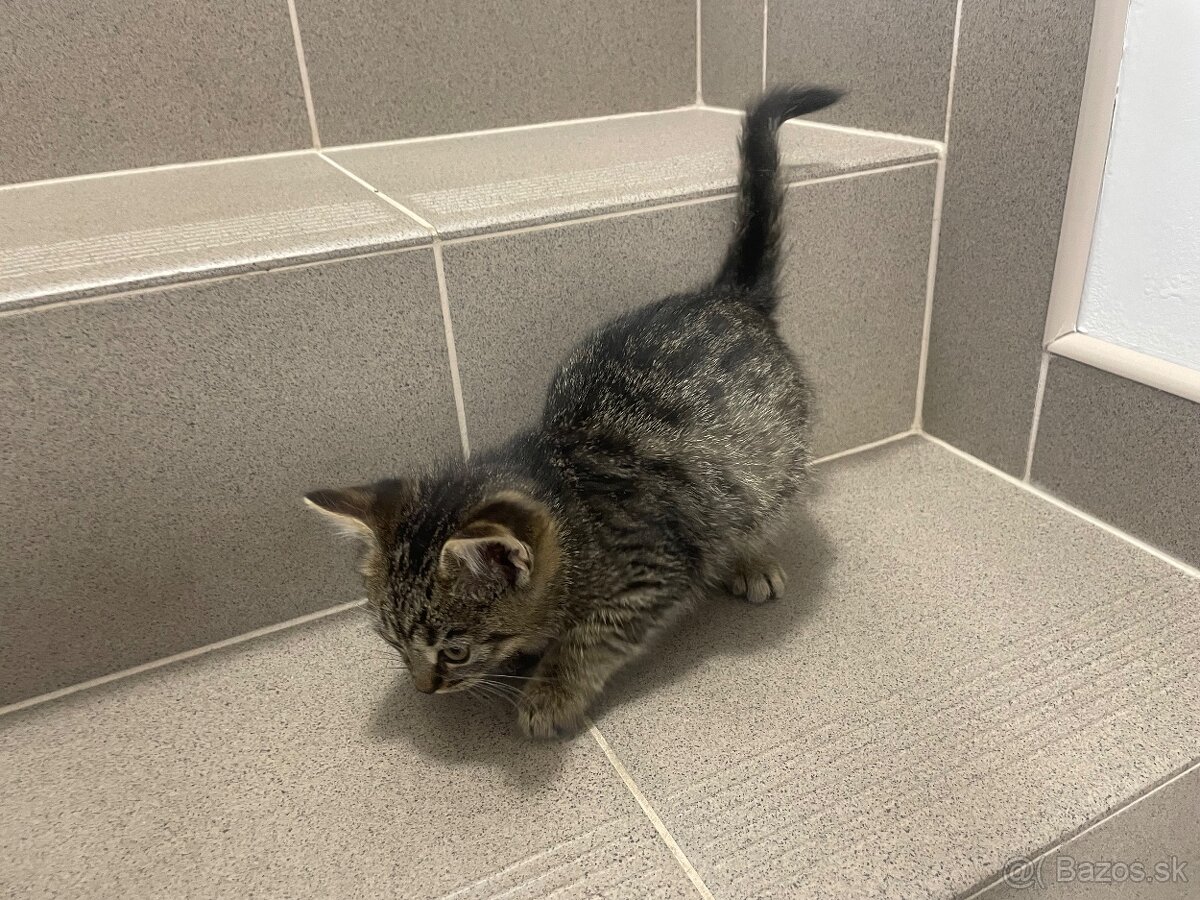 Darujem kocúrika - 6