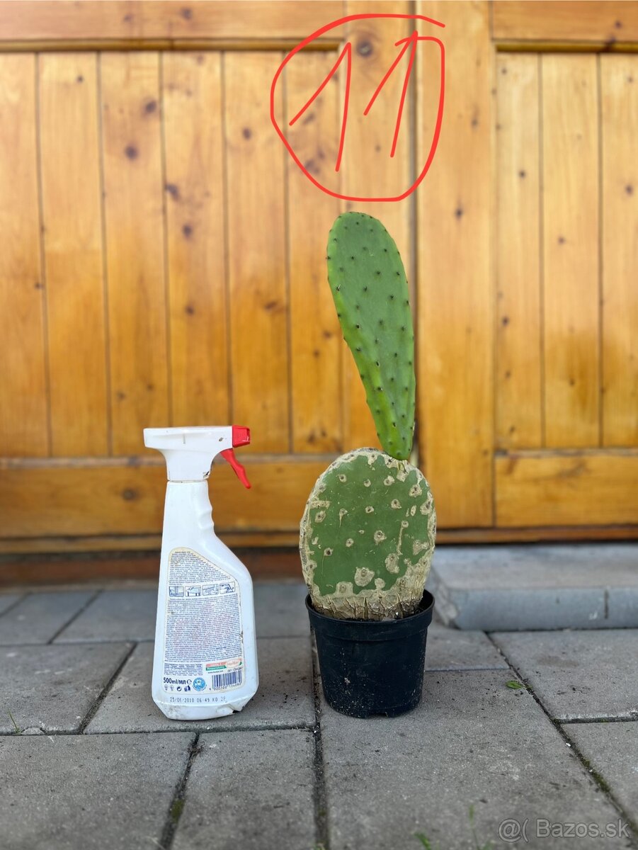 Opuncia / Figový kaktus - 6