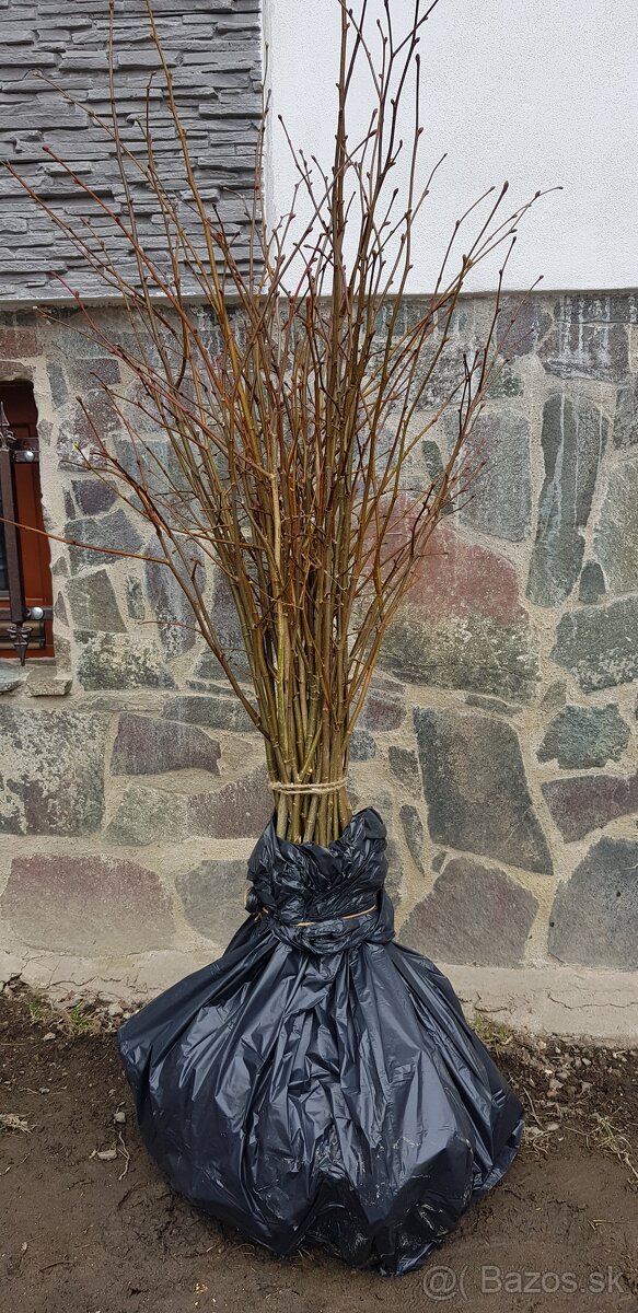 Lipa, lieska, hrab, buk - 6