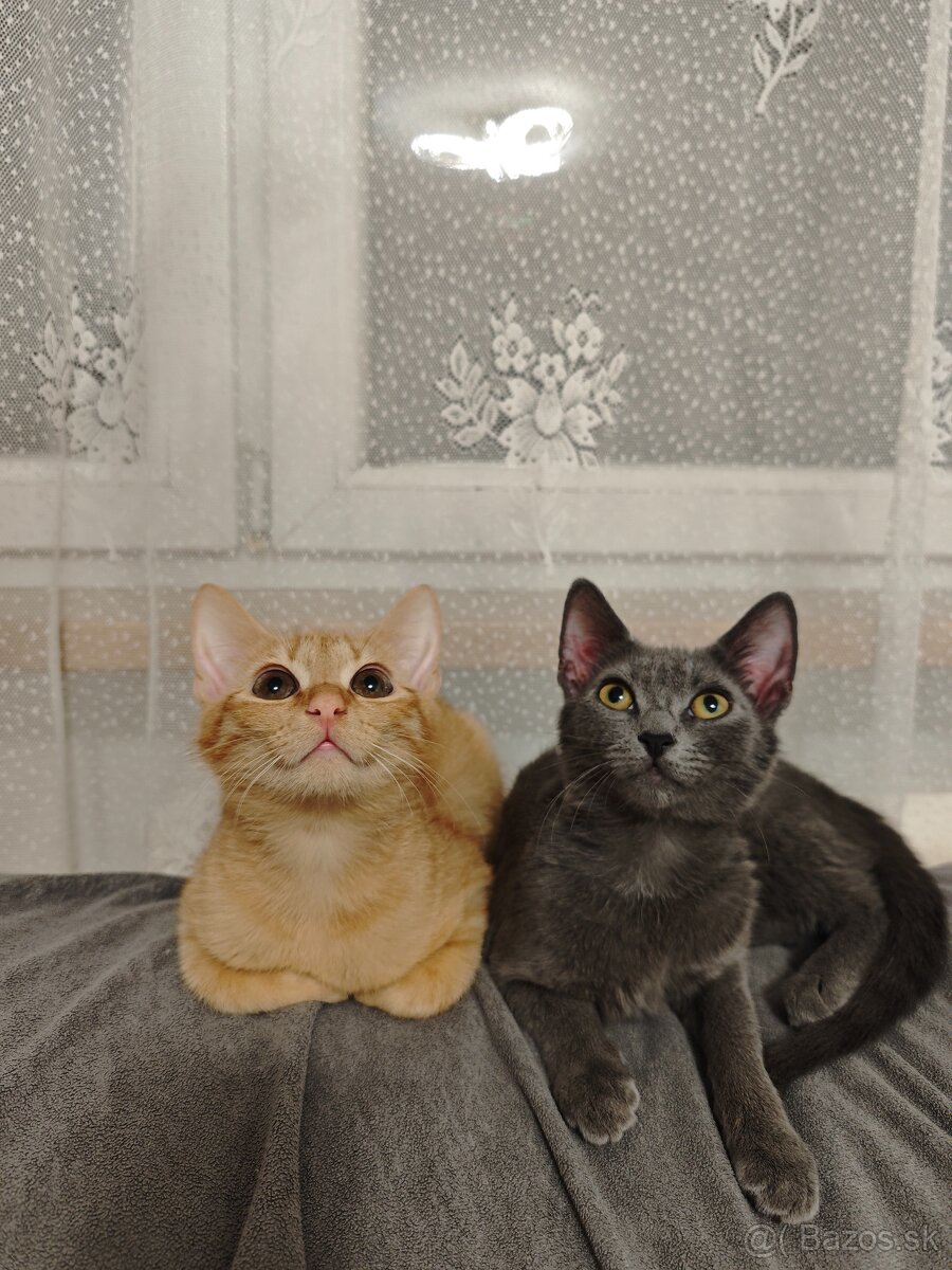 Darujem mačiatka - 6