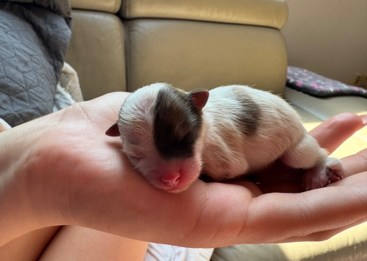 Pomeranian s PP ( FCI) - - 6